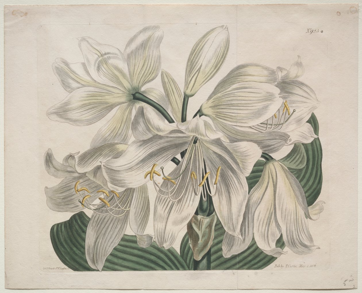 Botanický časopis nebo květinová zahrada zobrazeny: White Cape - Coast Lily od Sydenham Edwards