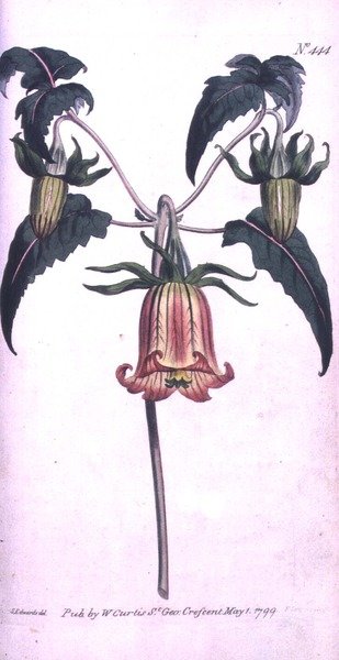 Canary Island Bell Flower (Canarina campanula), deska 444 od Williama Curtise 