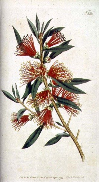 Drsně olistěný Metrosideros (Metrosideros citrina), z William Curtis 