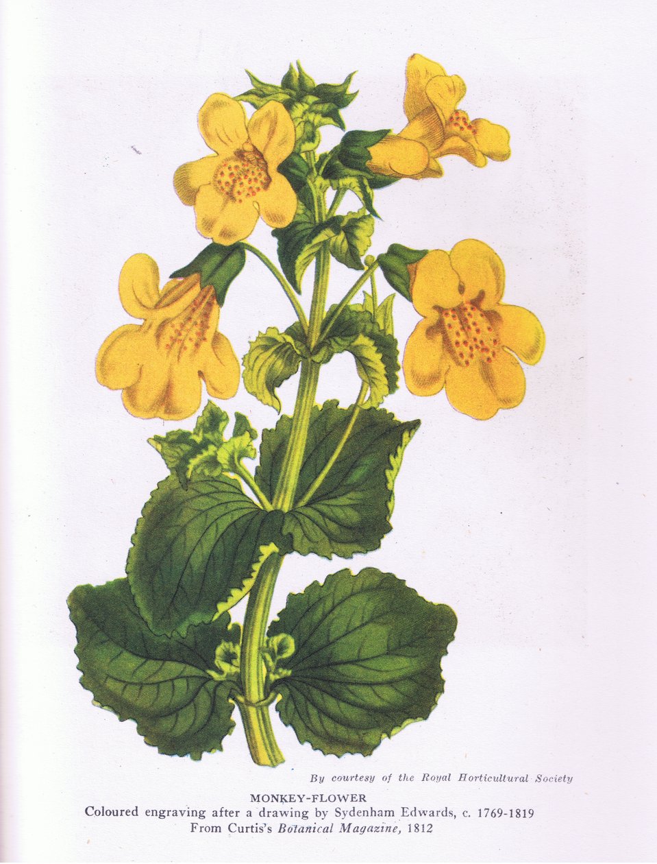 Monkey Flower, Nature in Britain, vydáno nakladatelstvím Collins 1946 (barevná litografie) od Sydenham Teast (after) Edwards