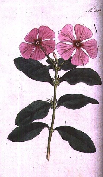 Barvínek (Vinca rosea madagascar), deska 248 od Williama Curtise 