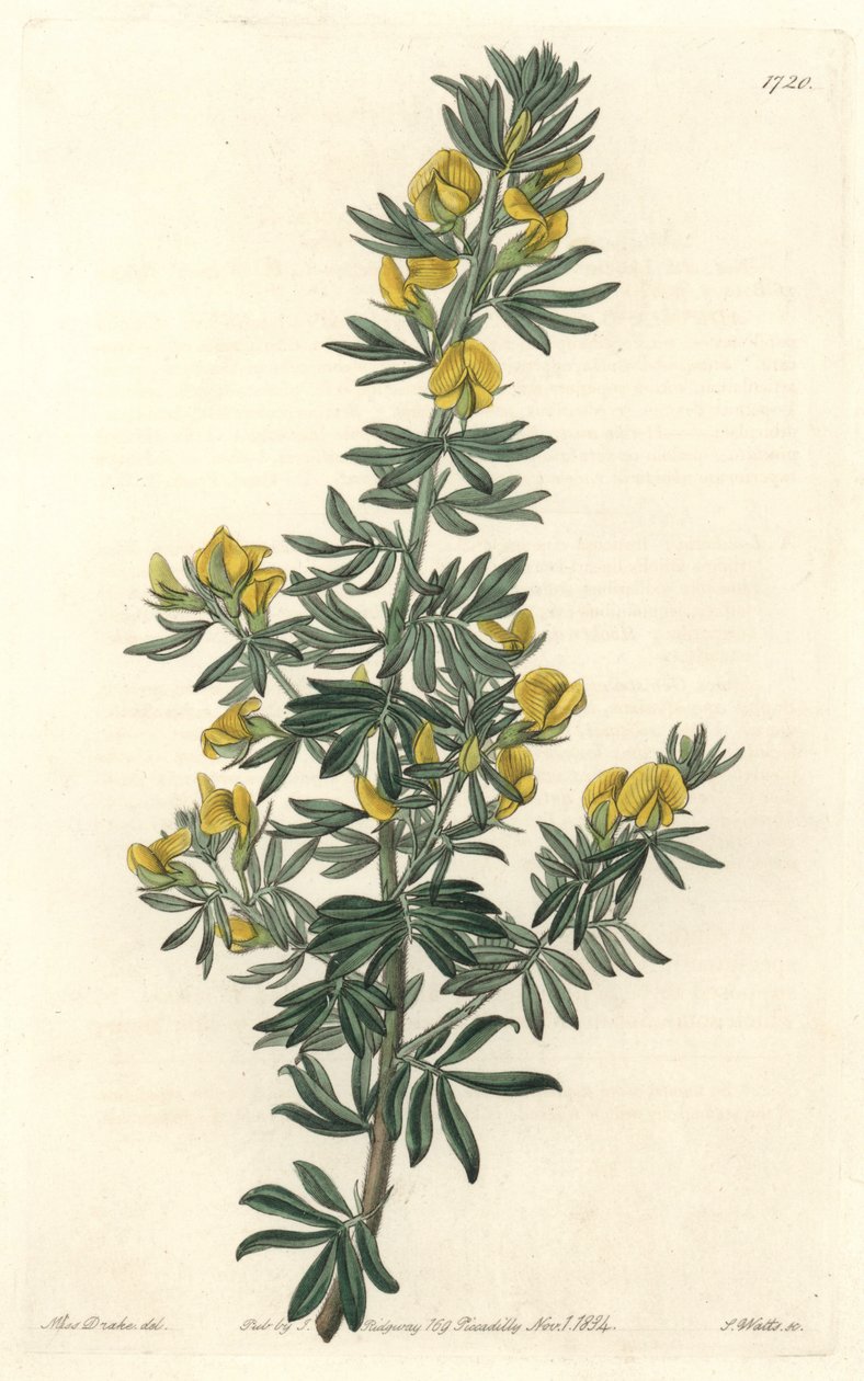 Adesmia de Loudon, rodačka z Tasmánie (Austrálie) - Voda S. Watts z ilustrace Sarah Anne Drake (1803-1857), z Botanického rejstříku od Sydenham Teast Edwards