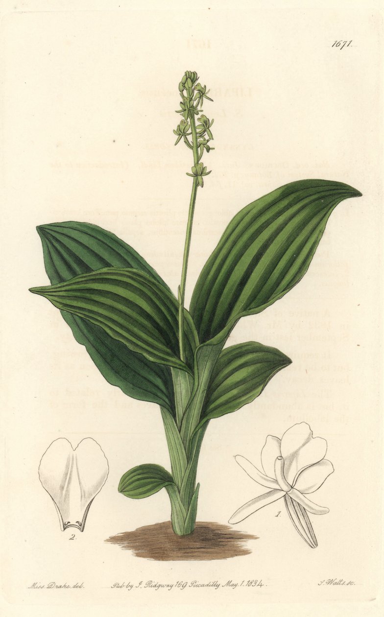 African Liparis Orchid - Water forte od S. Wattse z ilustrace Sarah Anne Drake (1803-1857), z Botanického rejstříku od Sydenham Teast Edwards