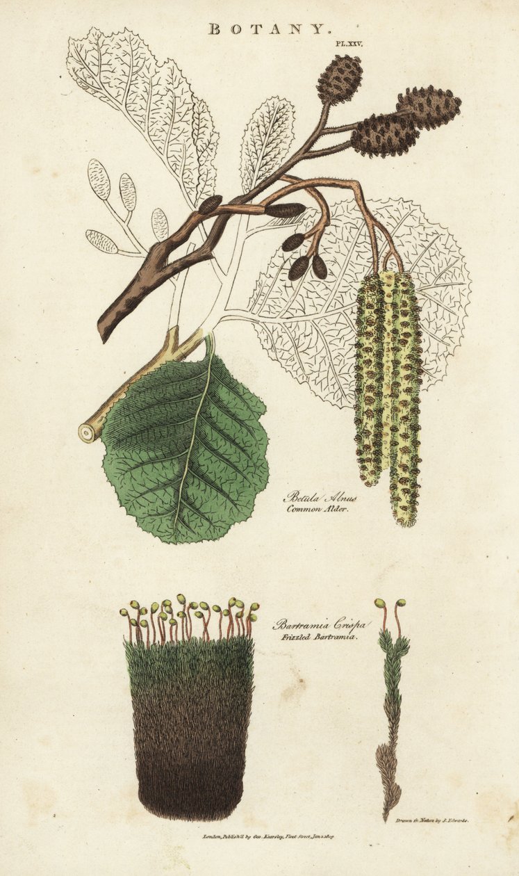Odrůda olše (aune) a mechu - olše obecná, Betula alnus a bartramia kadeřavá, Bartramia crispa. Ručně kolorovaná mědirytina podle Sydenhama Edwardse z John Mason Good