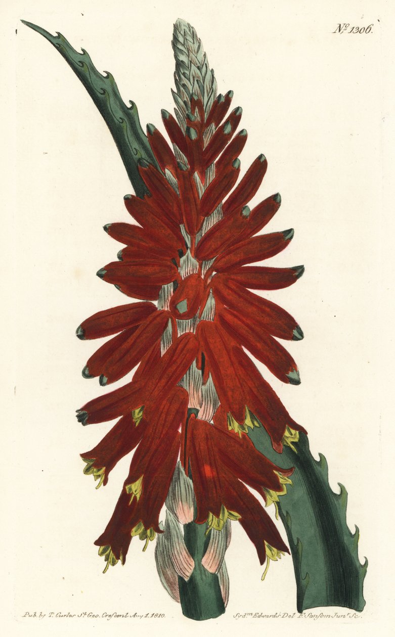 Aloe tree - úzkolistý meč aloe, Aloe arborescens. Ručně kolorovaná mědirytina F. Sansom Jr. podle ilustrace Sydenhama Edwardse z William Curtis