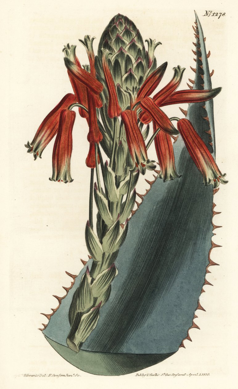Aloe variete - Modrá aloe, Aloe glauca (Aloe rhodacantha s červeným trsem) - Ručně kolorovaná mědirytina F. Sansom Jr. podle ilustrace Sydenhama Edwardse z William Curtis