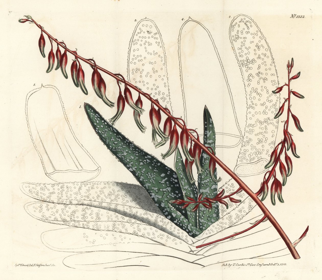 Aloe eventtails - Fan aloe, Aloe plicatilis (Aloe Tongue, Aloe lingua). Ručně kolorovaná mědirytina od F. Sansom Jr. podle ilustrace Sydenhama Edwardse z William Curtis