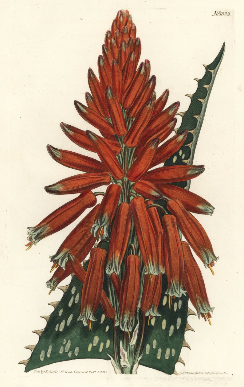 Aloe macula - mýdlo nebo zebra aloe, Aloe maculata (aloe skvrnitá, Aloe picta). Ručně kolorovaná mědirytina F. Sansom Jr. podle ilustrace Sydenhama Edwardse z William Curtis
