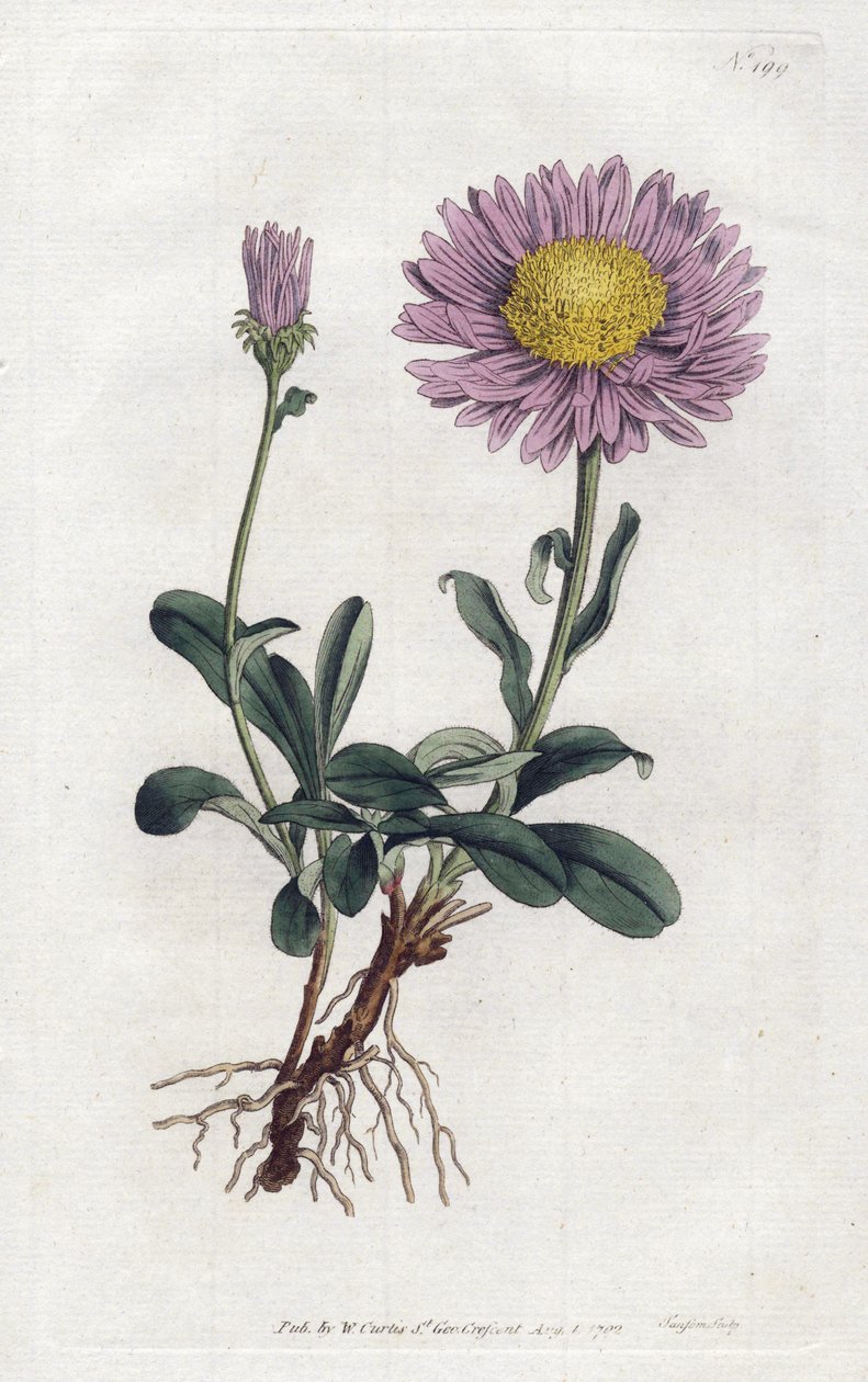 Alpine Aster nebo Queen Daisy of the Alps - Litografie od Sydenhama Edwardse (1768-1819), z botanického časopisu Williama Curtise (1746-1799) od Sydenham Teast Edwards