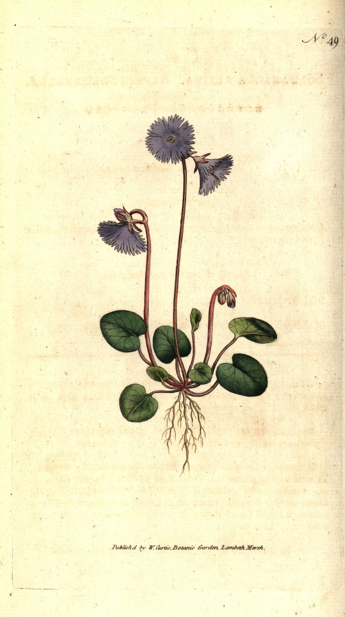 Soldanella alpská - Soldanella alpská, Soldanella alpina. Ručně kolorovaná mědirytina podle botanické ilustrace Jamese Sowerbyho z The Botanical Magazine Williama Curtise, Lambeth Marsh, Londýn od Sydenham Teast Edwards