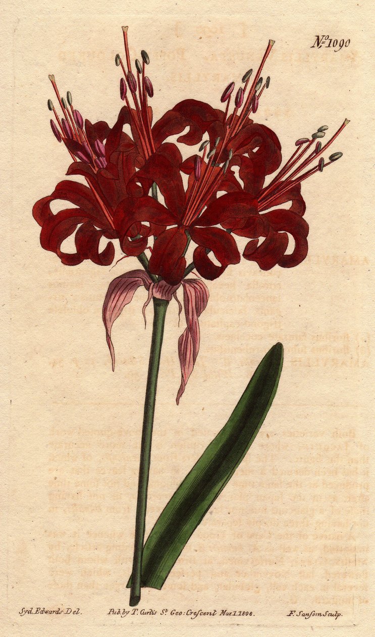 Amaryllis maková barva, s tmavě karmínovými květy, kvetoucí z jediné nohy. Původně z Cape of Good Esperance (Jižní Afrika). Amaryllis zbarvený vlčího máku, s tmavě karmínovými květy vykvétajícími z jediného stonku. Rodák z Mysu Dobré naděje. Amaryllis od Sydenham Teast Edwards