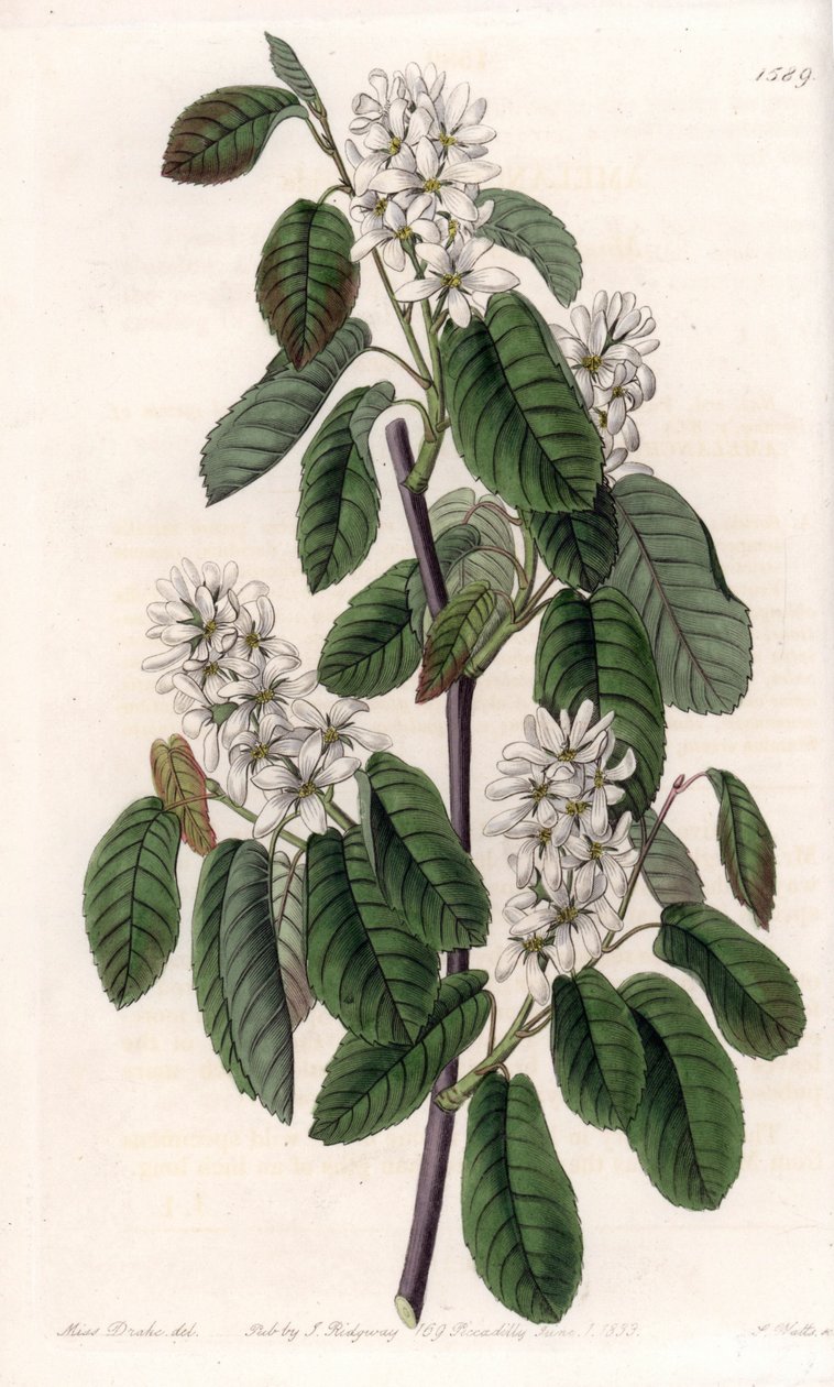 Amelanchier s olšovými listy nebo květovanou aronií - Talíř vyrytý S. Wattsem, z ilustrace Sarah Anne Drake (1803-1857), z Botanického registru Sydenham Edwards (1768-1819), Anglie od Sydenham Teast Edwards