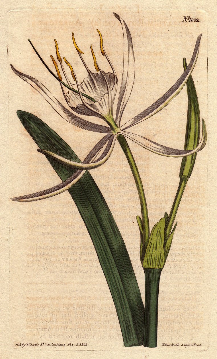 Americký pancratium má vonné bílé květy. Americké pancratium s bílými vonnými květy. Pancratium rotatum. Ručně kolorovaná mědirytina z botanické ilustrace Sydenhama Edwardse z „”” Botanical Magazine””” Williama Curtise 1790-1800. od Sydenham Teast Edwards