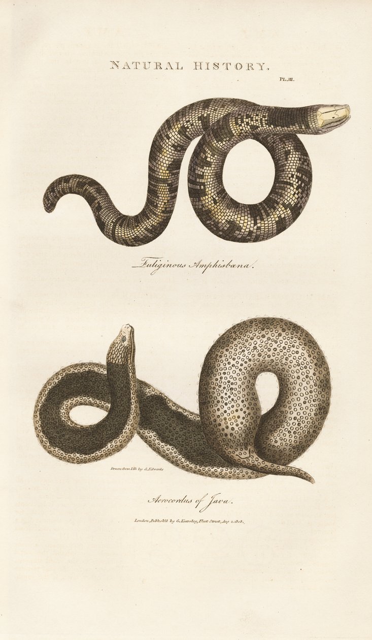 Amphisbaena a Javan Wart Snake od Sydenham Teast Edwards