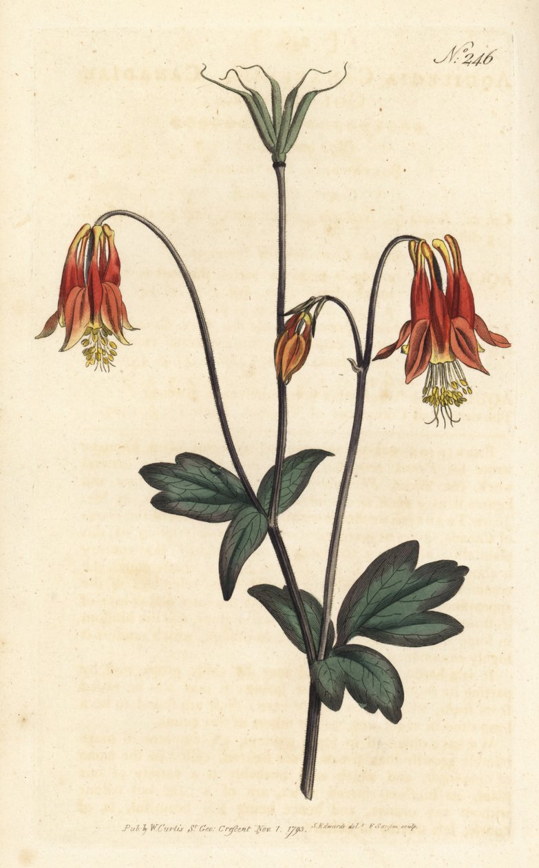 Ancolia du Canada - kanadská kolumbína. Aquilegia canadensis. Ručně kolorovaná mědirytina od Sansom podle ilustrace Sydenhama Edwardse rom William Curtis