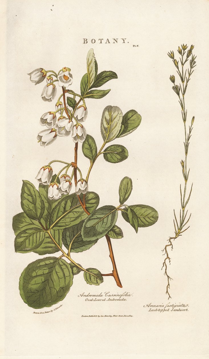 Andromeda a Sandwort od Sydenham Teast Edwards