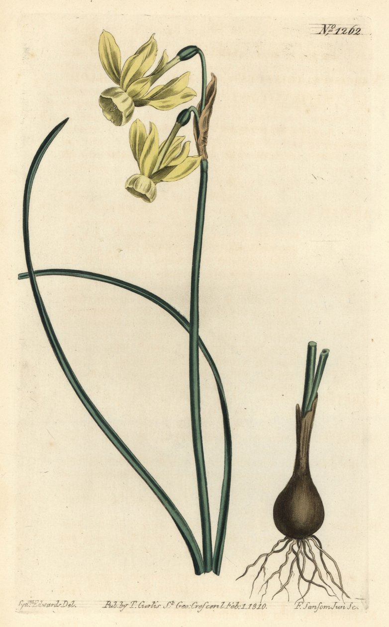 Andělské slzy narcis - Andělské slzy, Narcissus triandrus (Narcissus triandrus v. luteus se žlutými květy) - Ručně kolorovaná mědirytina F. Sansom Jr. podle ilustrace Sydenhama Edwardse z Botanical Ma Williama Curtise od Sydenham Teast Edwards