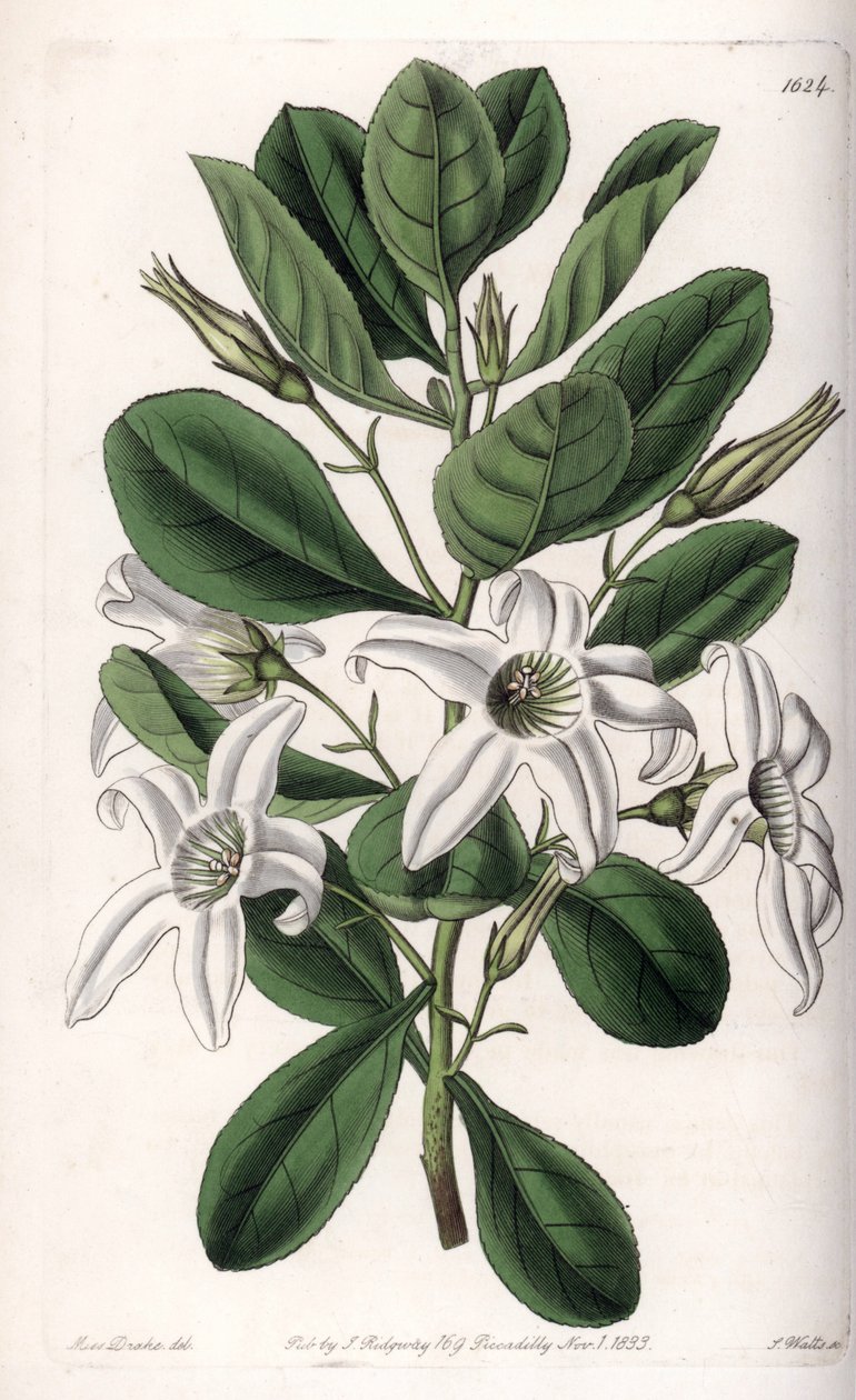 Anthocercis variete, původem z Austrálie - deska vyrytá S. Wattsem, z ilustrace Sarah Anne Drake (1803-1857), z Botanického registru Sydenham Edwards (1768-1819), Anglie od Sydenham Teast Edwards