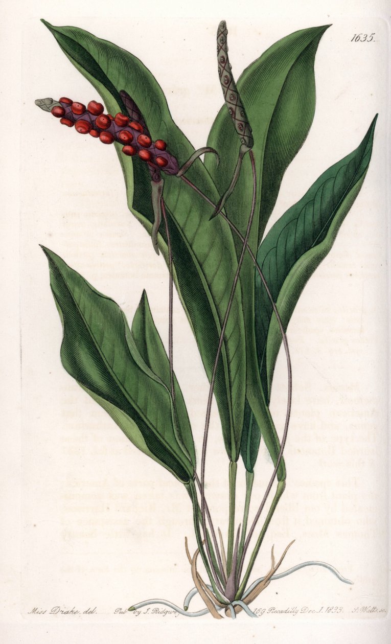 Anthurium gracile - rytá deska od S. Wattse, z ilustrace Sarah Anne Drake (1803-1857), z Botanického registru Sydenham Edwards (1768-1819), Anglie od Sydenham Teast Edwards