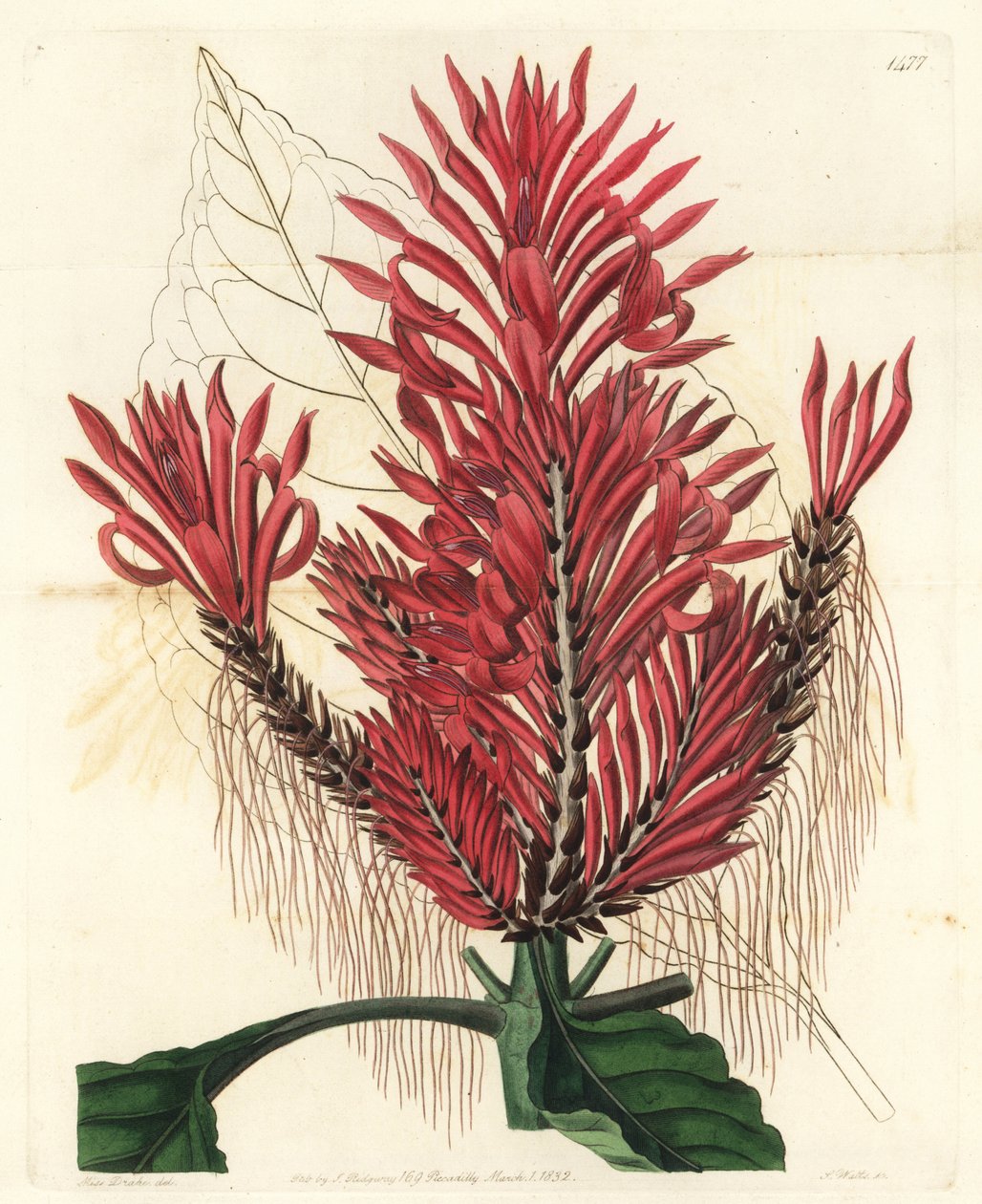 Aphelandra arborea (Aphelandra cristata, Aphelandra cristata). Ručně kolorovaná mědirytina od S. Wattse podle ilustrace Sarah Drake z botanického registru Sydenhama Edwardse, Ridgeway, Londýn od Sydenham Teast Edwards