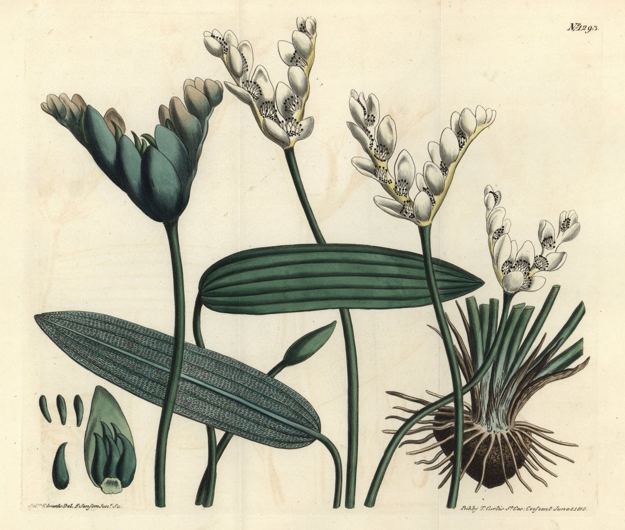 Aponogeton vonný - Cap-jehličnan, Aponogeton distachyos (Aponogeton vidličnatý, Aponogeton distachyon). Ručně kolorovaná mědirytina F. Sansom Jr. podle ilustrace Sydenhama Edwardse z botanického časopisu Williama Curtise, T. Curtis, od Sydenham Teast Edwards
