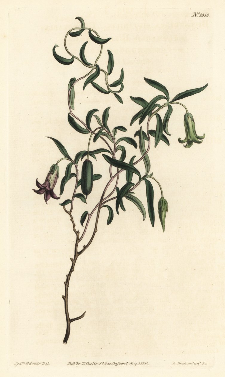Bobule jabloně nebo kulečník proměnlivý květovaný, Billardiera mutabilis - Ručně kolorovaná mědirytina F. Sansom Jr. podle ilustrace Sydenhama Edwardse z William Curtis