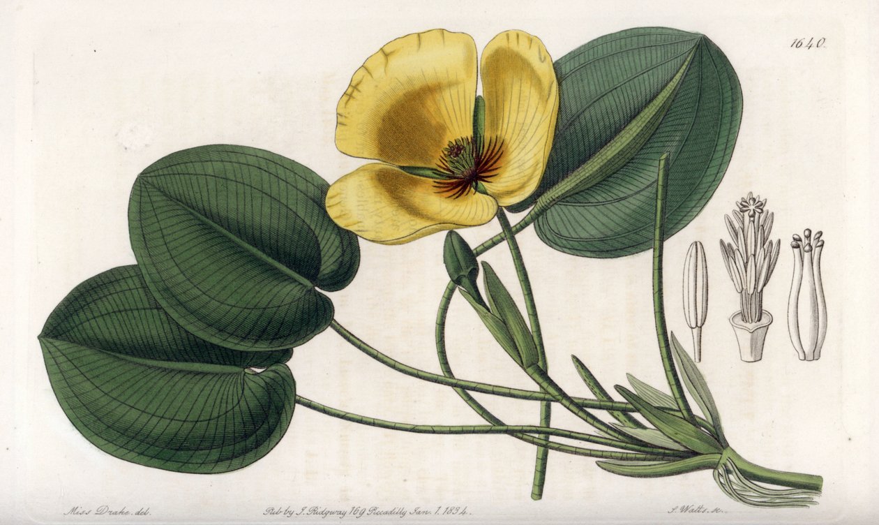 Aquatic Poppy - Talíř vyrytý S. Wattsem, z ilustrace Sarah Anne Drake (1803-1857), z Botanického registru Sydenham Edwards (1768-1819), Anglie od Sydenham Teast Edwards