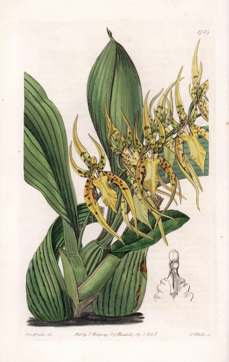 Araignee Orchid - Deska vyrytá S.Wattsem podle ilustrace Sarah Anne Drake (1803-1857) z Botanického rejstříku Sydenhama Edwardse (1768-1819), Anglie. od Sydenham Teast Edwards