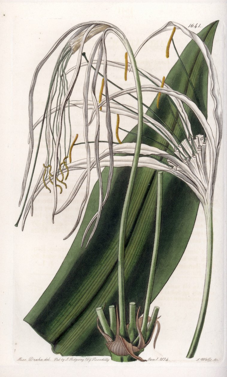 Araignee lilie nebo mořský narcis nebo mořská lilie - deska vyrytá S. Wattsem, z ilustrace Sarah Anne Drake (1803-1857), z Botanického registru Sydenham Edwards (1768-1819), Anglie od Sydenham Teast Edwards