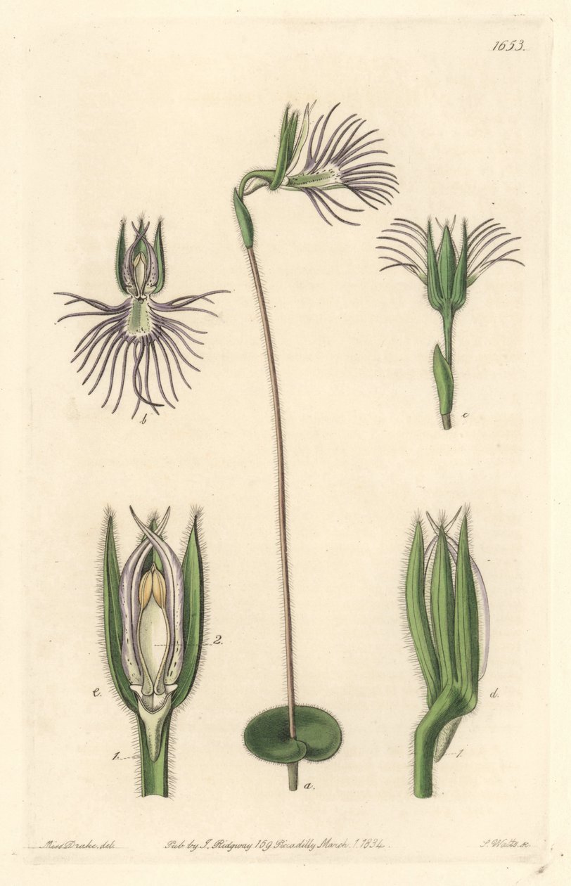 Orchidej Araignee, původem z Jižní Afriky - Silná voda od S. Wattse z ilustrace Sarah Anne Drake (1803-1857), z Botanického rejstříku od Sydenham Teast Edwards