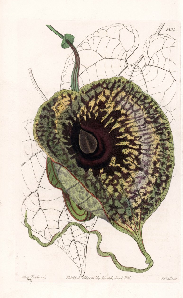 Aristoloche Variete - Talíř vyrytý S. Wattsem, z ilustrace Sarah Anne Drake (1803-1857), z Botanického registru Sydenham Edwards (1768-1819), Anglie od Sydenham Teast Edwards