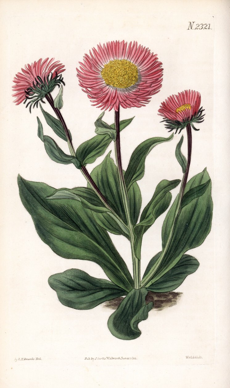 Aster Variete - hvězdnice paprskovitá, Aster alwartensis, původem z Kavkazu. Ručně kolorovaná mědirytina od Weddella po ilustraci Sydenhama Edwardse z “”” Botanical Magazine,”” London Samuela Curtise od Sydenham Teast Edwards