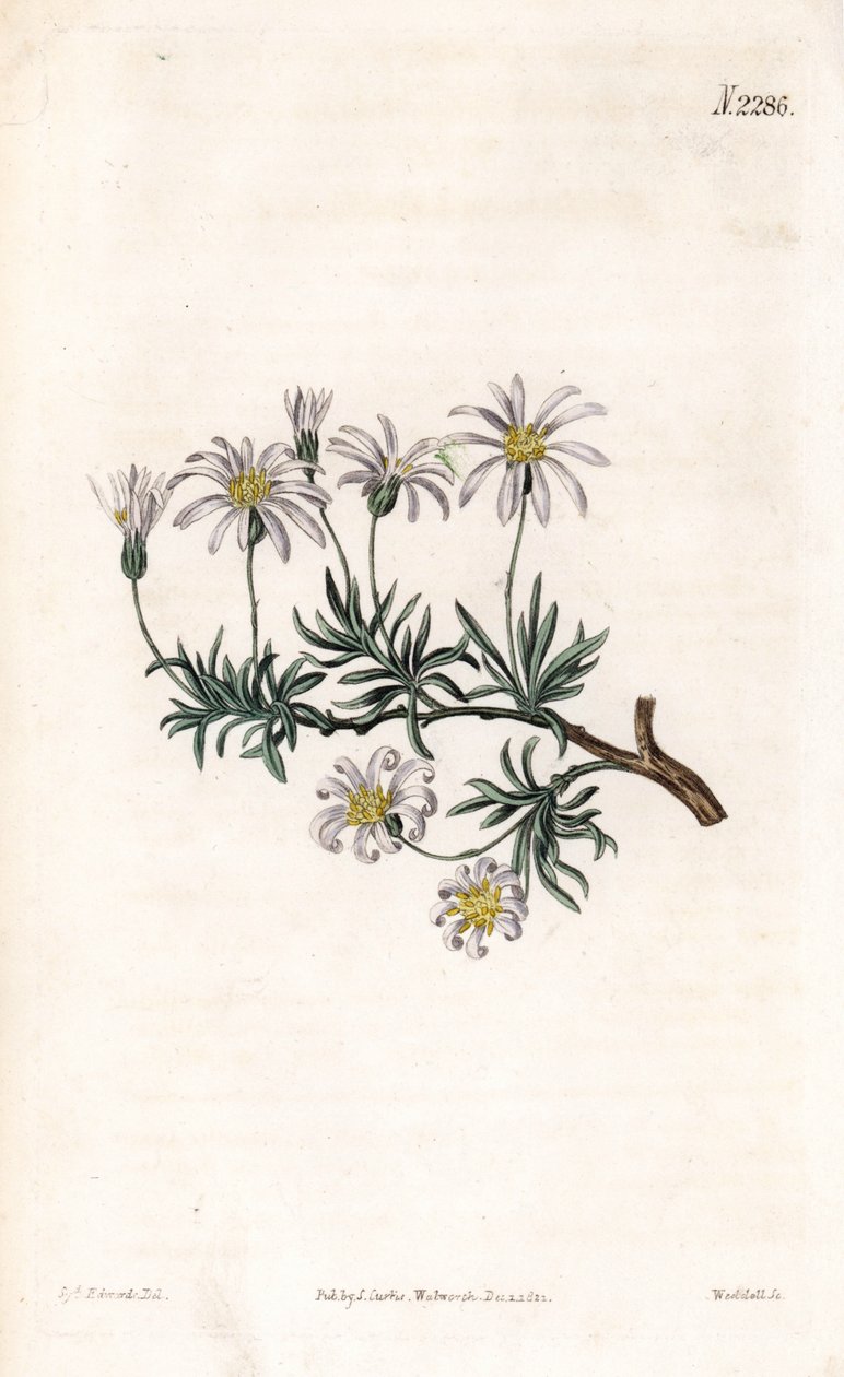 Aster acre - Hvězdnice keřová, Felicia fruticosa (starwort keřovitý, Aster fruticulosus). Ručně kolorovaná mědirytina od Weddella po ilustraci Sydenhama Edwardse z “”” Botanical Magazine,”” London Samuela Curtise od Sydenham Teast Edwards