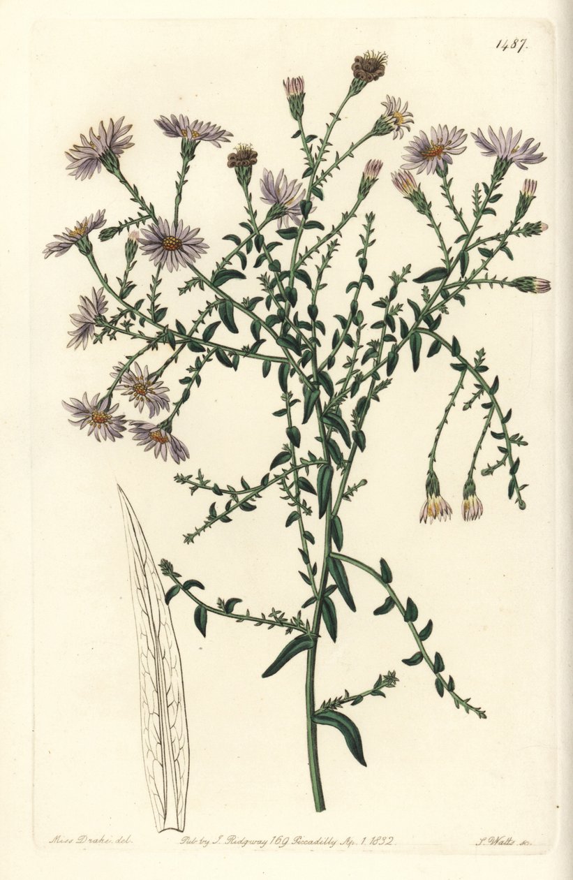 Aster variete - hvězdnice newyorská, Symphyotrichum dumosum (hvězdnice coris-listá, Aster coridifolius). Ručně kolorovaná mědirytina od S. Wattse podle ilustrace Sarah Drake z botanického registru Sydenhama Edwardse, Ridgeway, Londýn od Sydenham Teast Edwards