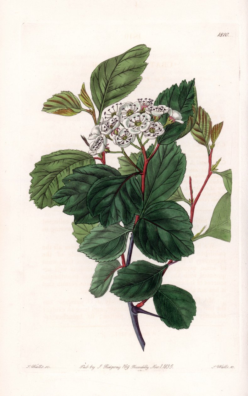 Aubepin nebo bílý trn, původem ze Severní Ameriky - vyryl S. Watts, z ilustrace Sarah Anne Drake (1803-1857), z Botanického registru Sydenham Edwards (1768-1819), Anglie od Sydenham Teast Edwards