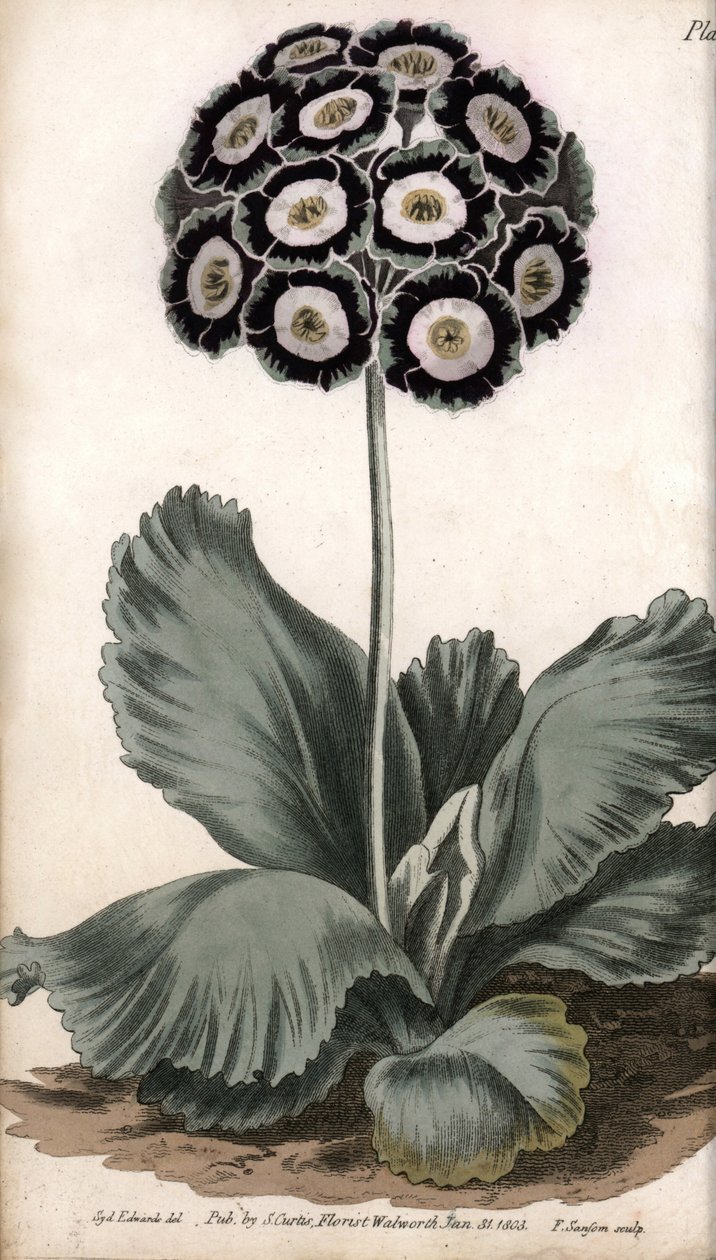 Boltec nebo medvědí ucho. Barevná mědirytina, ilustrace Sydenham Edwards (1768-1819) pro Conference of Botanical, Botanická zahrada Lambeth (Anglie) od Sydenham Teast Edwards
