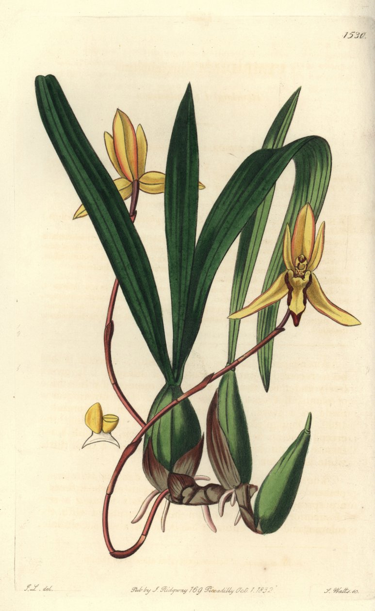 Australská epifytická odrůda orchideje - orchidej Brasiliorchis marginata (vstavač cymbidium červenohranný, Cymbidium marginatum). Ručně kolorovaná mědirytina S. Wattse podle ilustrace Johna Lindleyho z Sydenham Edwards