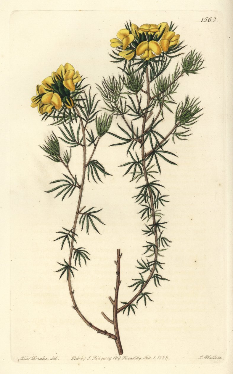 Australské gompholobium variete - Capitate gompholobium, Gompholobium capitatum. Ručně kolorovaná mědirytina od S. Wattse podle ilustrace slečny Sarah Drakeové z botanického registru Sydenhama Edwardse, Ridgeway, Londýn od Sydenham Teast Edwards