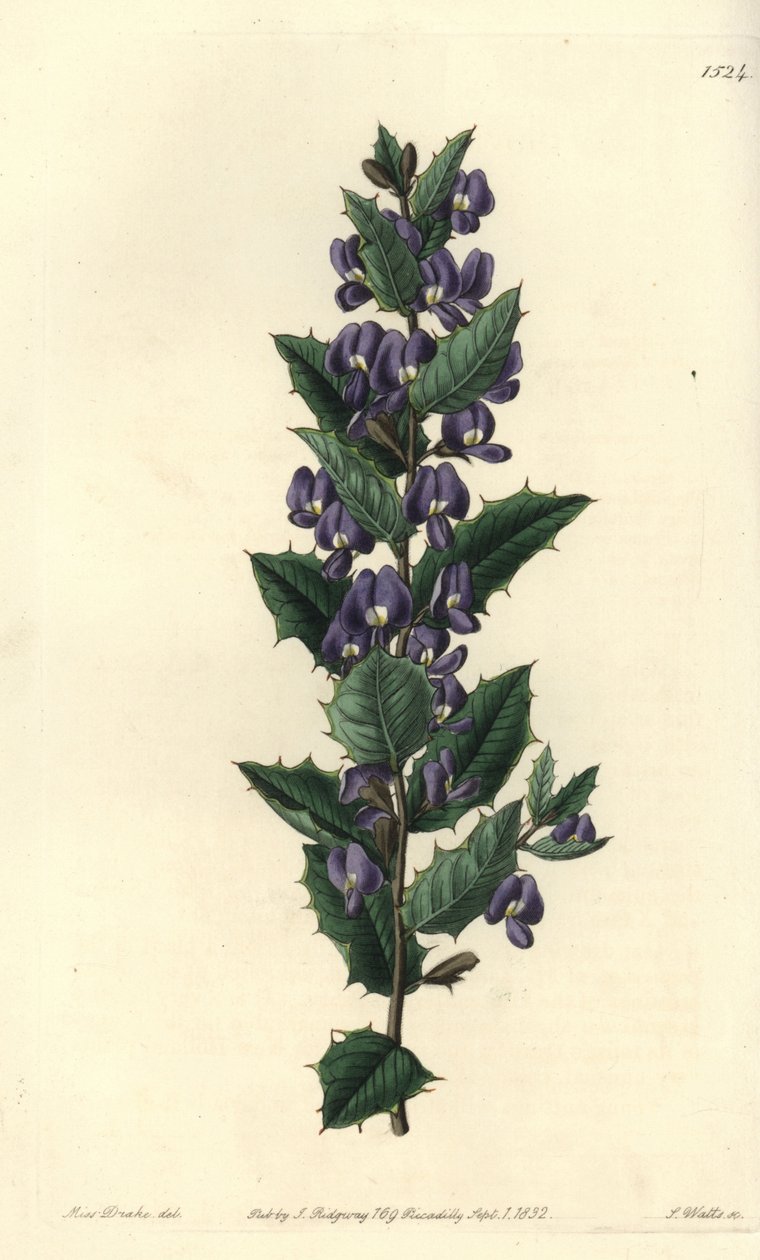 Australská keřová odrůda hovea - Hovea chorizemifolia (hovea chorozemská, Hovea chorozemaefolia). Ručně kolorovaná mědirytina od S. Wattse podle ilustrace slečny Sarah Drakeové z botanického registru Sydenhama Edwardse, Ridgeway, Londýn od Sydenham Teast Edwards