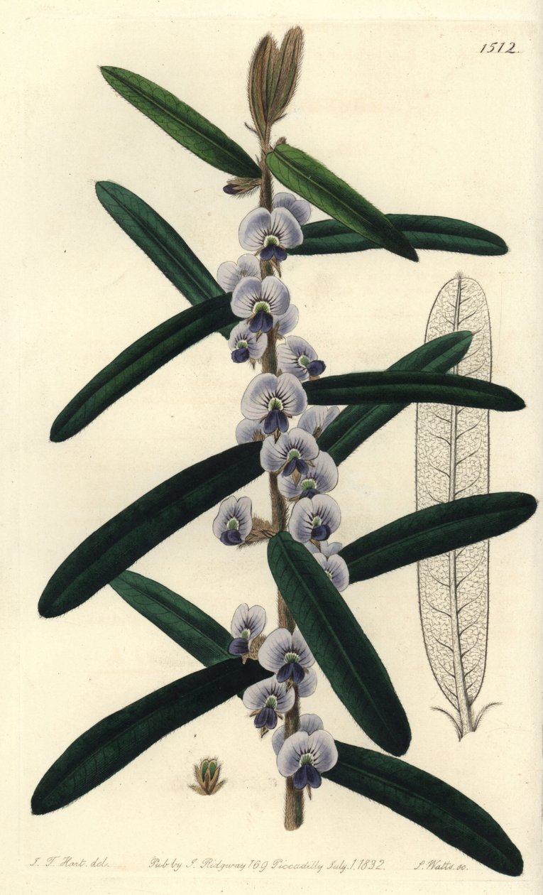 Australská keřová odrůda hovea - Shaggy hovea, Hovea villosa. Ručně kolorovaná mědirytina S. Wattse podle ilustrace J.T. Hart z botanického registru Sydenhama Edwardse, Ridgeway, Londýn od Sydenham Teast Edwards