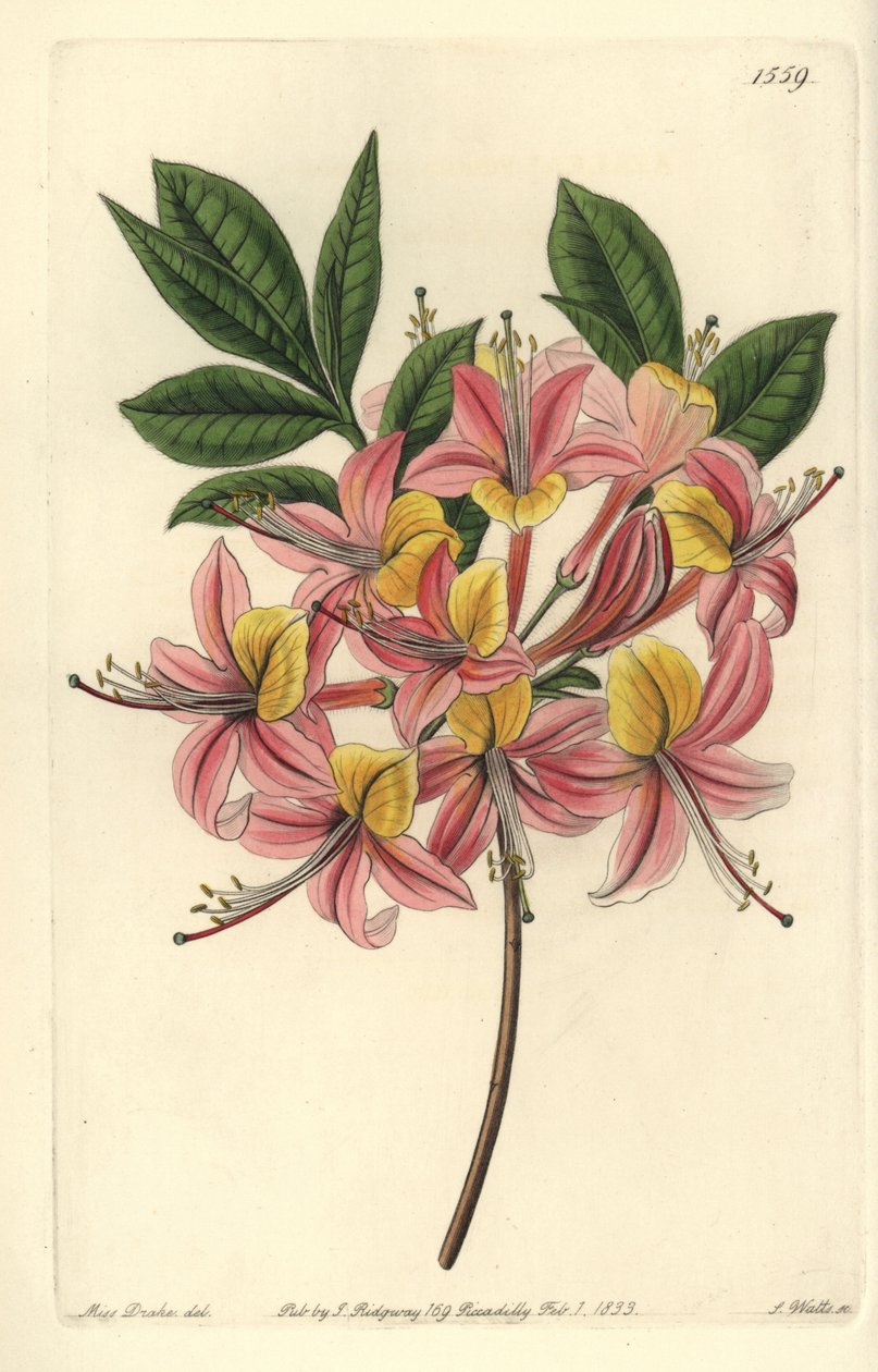 Azalee pontic yellow - Azalka žlutá, Rhododendron luteum (Azalea Pontic azalea, Azalea pontica versicolor). Ručně kolorovaná mědirytina od S. Wattse podle ilustrace slečny Sarah Drakeové z botanického registru Sydenhama Edwardse, Ridgeway, L od Sydenham Teast Edwards