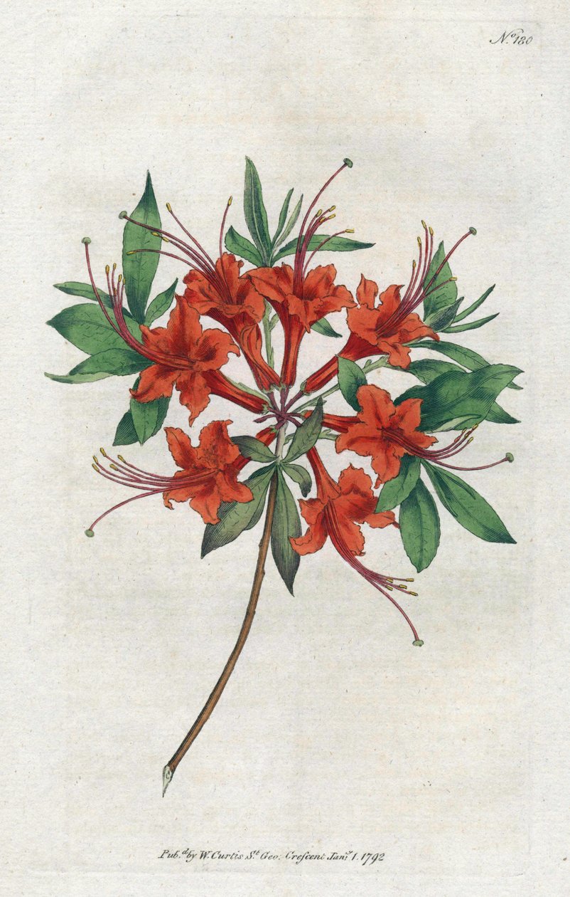 Azalka s holými květy (Rhododendron periclymenoides) - Litografie od Sydenhama Edwardse (1768-1819), deska z Botanical Magazine od Williama Curtise (1746-1799) od Sydenham Teast Edwards