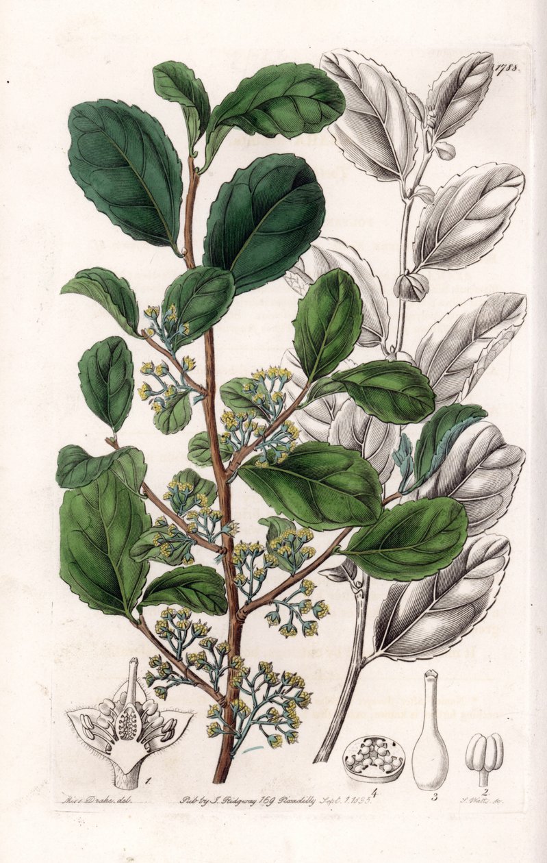 Azara Variete - Talíř vyrytý S. Wattsem, z ilustrace Sarah Anne Drake (1803-1857), z Botanického registru Sydenham Edwards (1768-1819), Anglie od Sydenham Teast Edwards