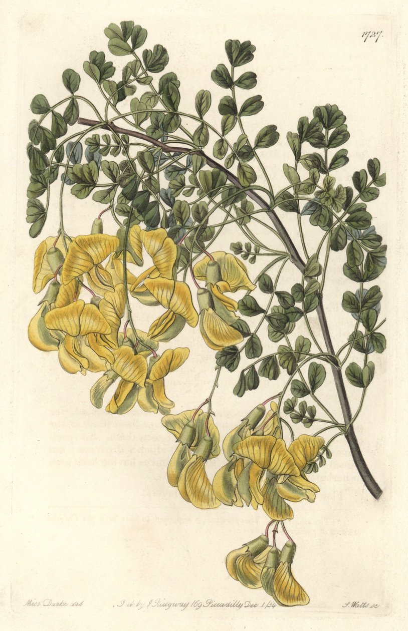 Baguenaudier du Nepal - Water forte od S. Wattse z ilustrace Sarah Anne Drake (1803-1857), z botanického registru od Sydenham Teast Edwards