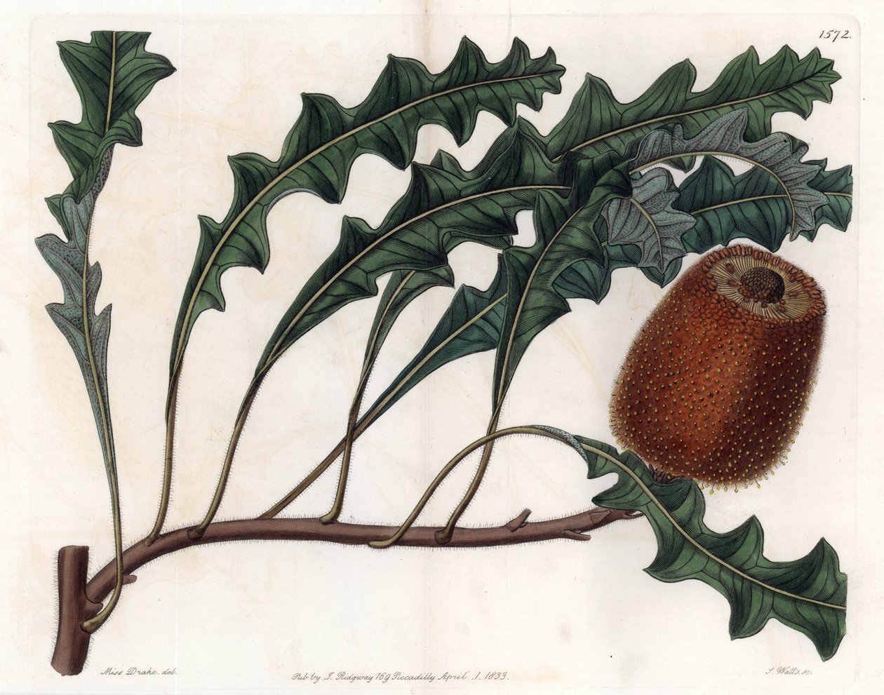 Banksia gardneri, Australian Oiginary - vyryl S. Watts, z ilustrace Sarah Anne Drake (1803-1857), z Botanického registru Sydenham Edwards (1768-1819), Anglie od Sydenham Teast Edwards