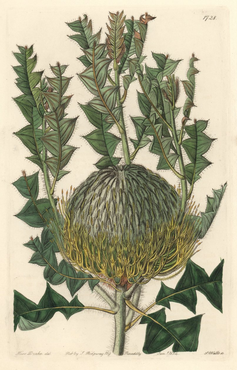 Banksia speciosa, původem z Austrálie - S. Watts silná voda z ilustrace Sarah Anne Drake (1803-1857), z Botanického registru od Sydenham Teast Edwards