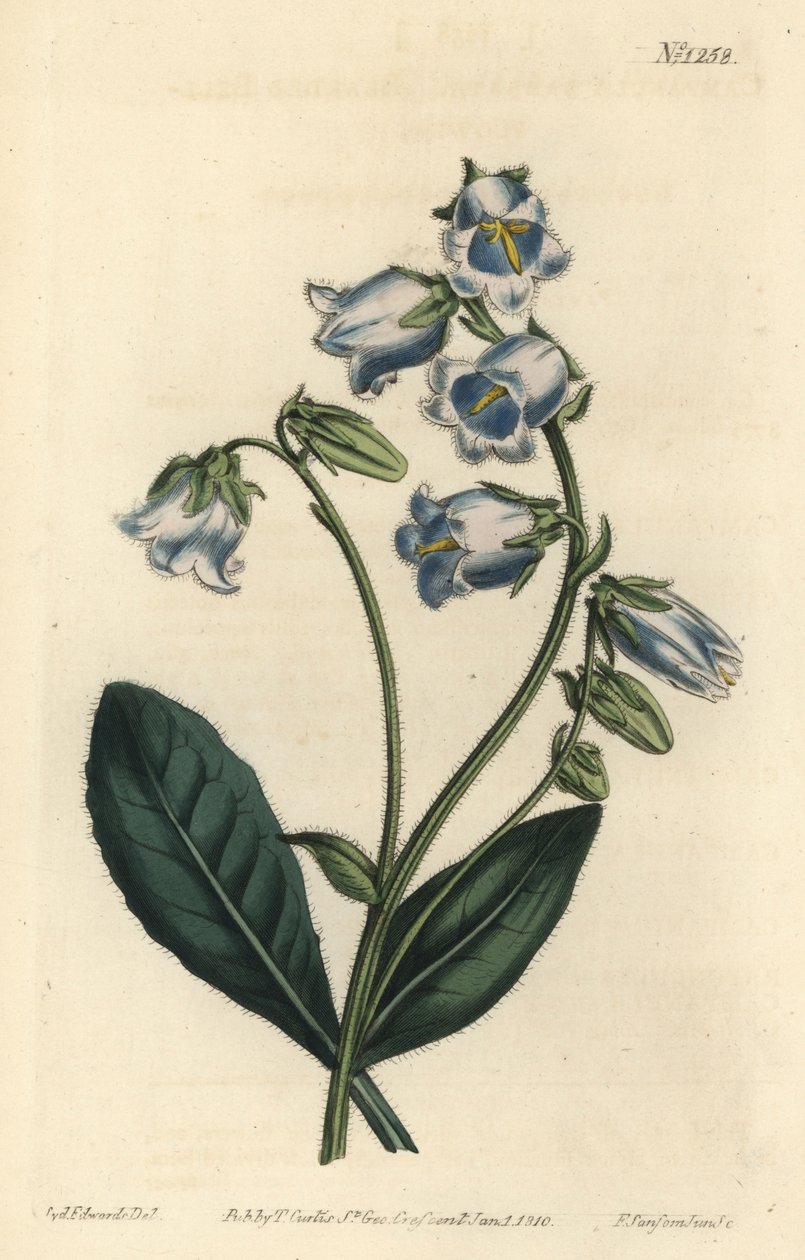 Barbue - Zvonek vousatý, Campanula barbata - Ručně kolorovaná mědirytina F. Sansom Jr. podle ilustrace Sydenhama Edwardse z William Curtis