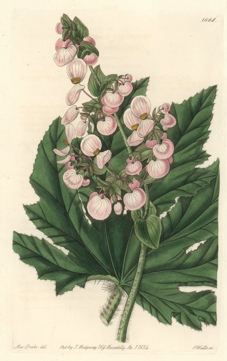 Begonia má světle růžové květy, původem z Mexika - Silná voda od S. Wattse z ilustrace Sarah Anne Drake (1803-1857), z Botanického registru od Sydenham Teast Edwards