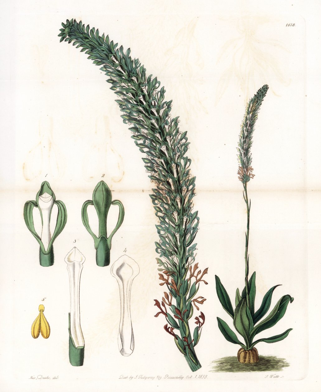 Belle sauroglossum - Talíř vyrytý S. Wattsem, z ilustrace Sarah Anne Drake (1803-1857), z Botanického registru Sydenham Edwards (1768-1819), Anglie od Sydenham Teast Edwards