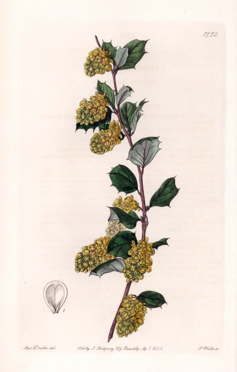 Berberis - Talíř vyrytý S. Wattsem, z ilustrace Sarah Anne Drake (1803-1857), z Botanického registru Sydenham Edwards (1768-1819), Anglie od Sydenham Teast Edwards